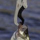 Pince à poisson Regal River SMITH'S 23cm - 3