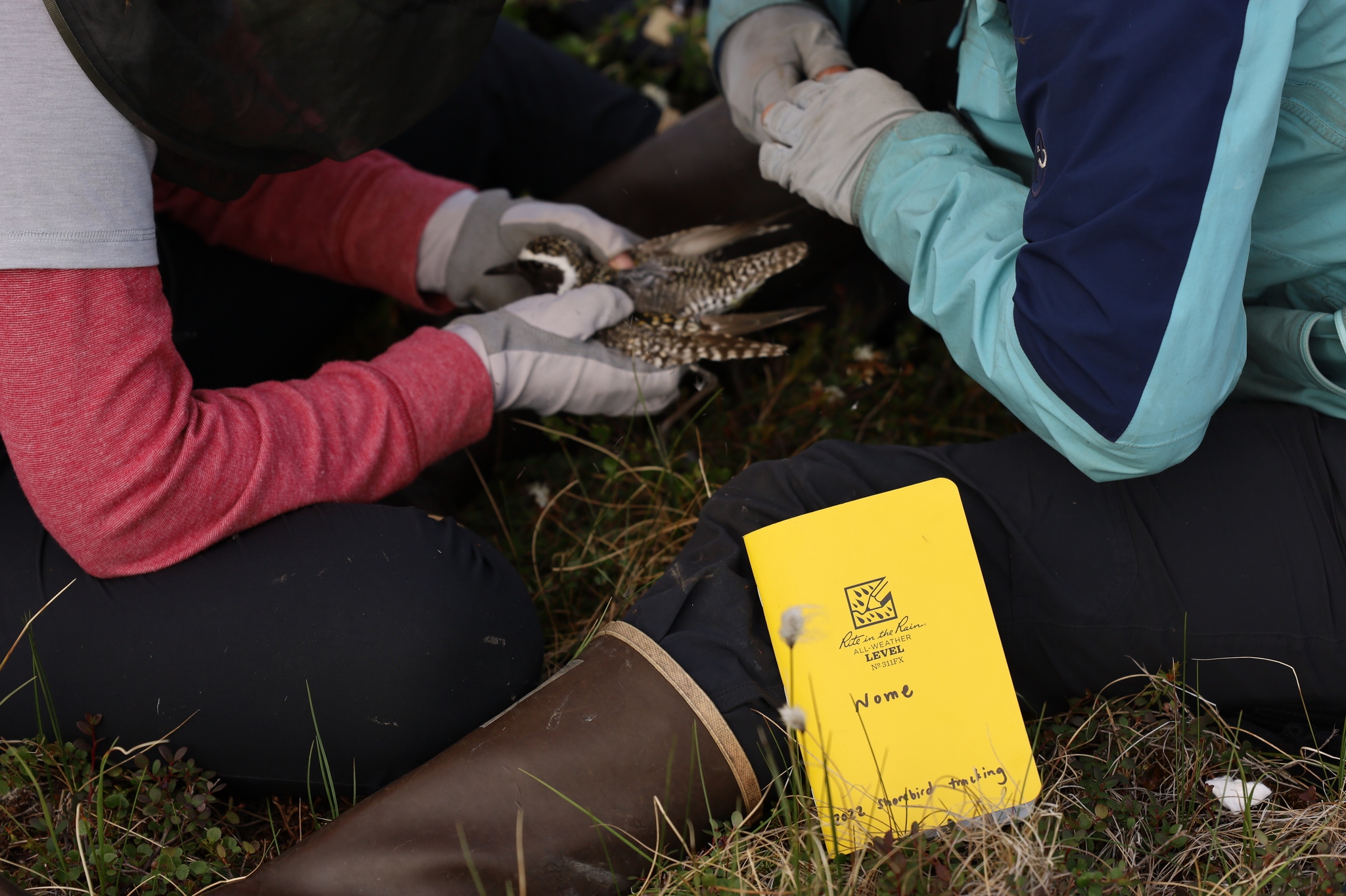 Observation ornithologique : quel équipement pour observer les oiseaux ?